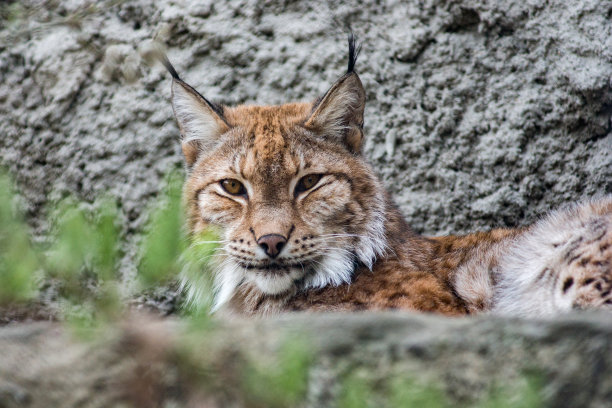 小野猫