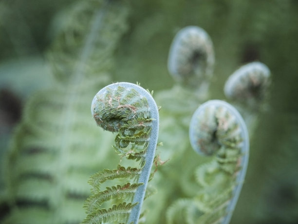 蕨类植物