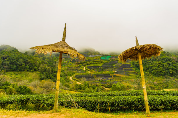 高山云雾绿茶