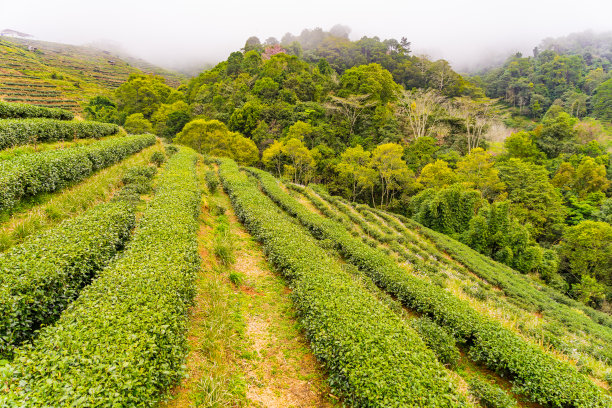 高山云雾绿茶