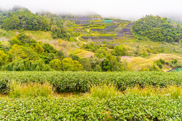 高山云雾绿茶