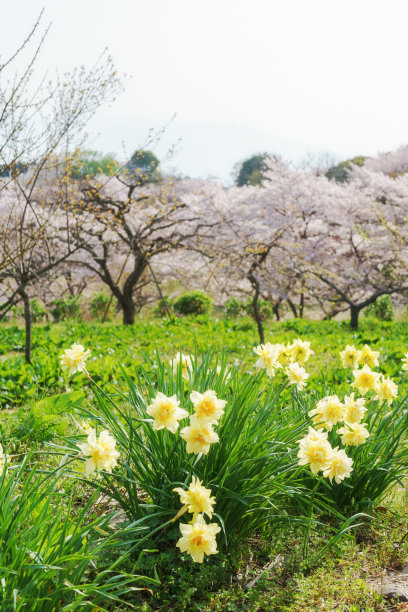 重瓣樱花