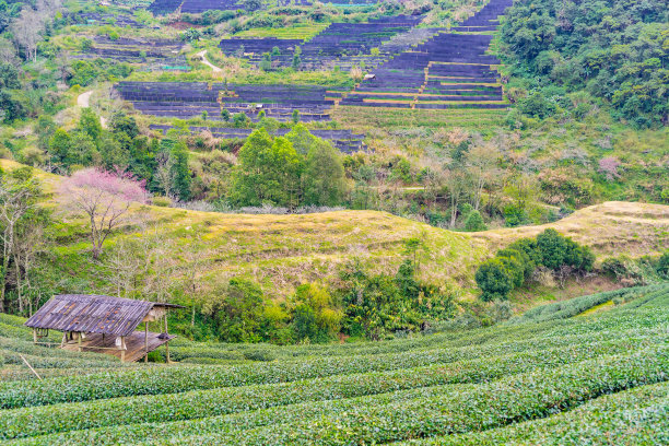 高山云雾绿茶