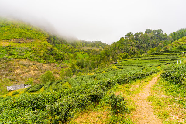 高山云雾绿茶