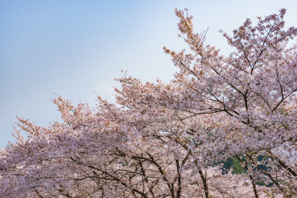 樱花 背光 风景 花朵 粉色 