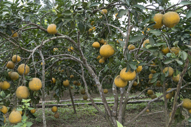 越南红心柚
