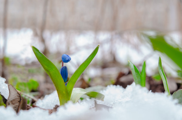 花园雪景