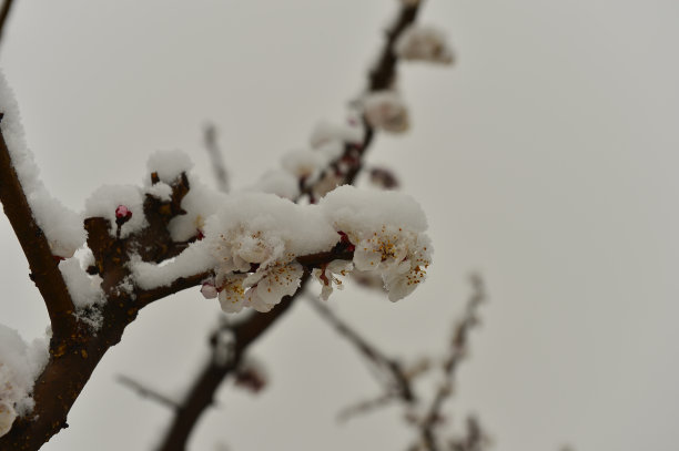 桃林花开