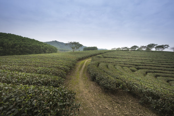 蓝天白云茶园景