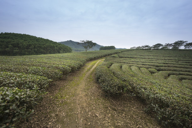 蓝天白云茶园景