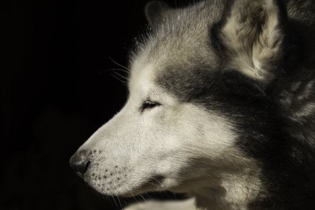 西伯利亚哈士奇雪橇犬