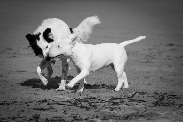 边境牧羊犬幼犬