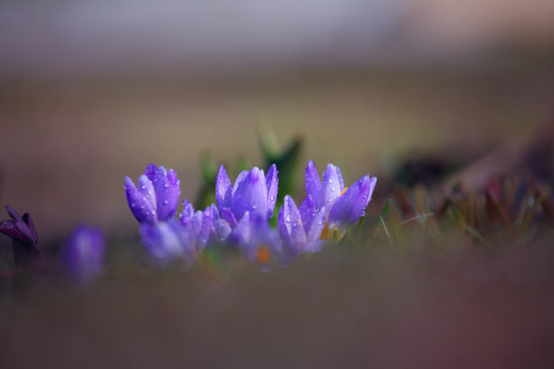 鸢尾花高清图