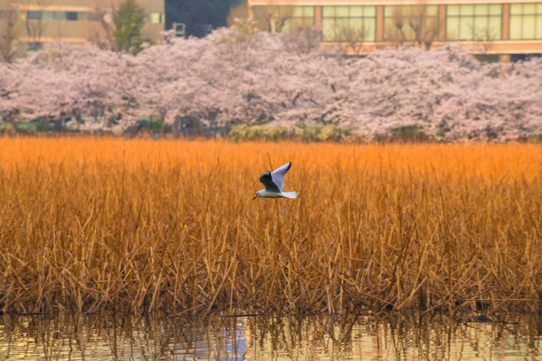 海鸥樱花