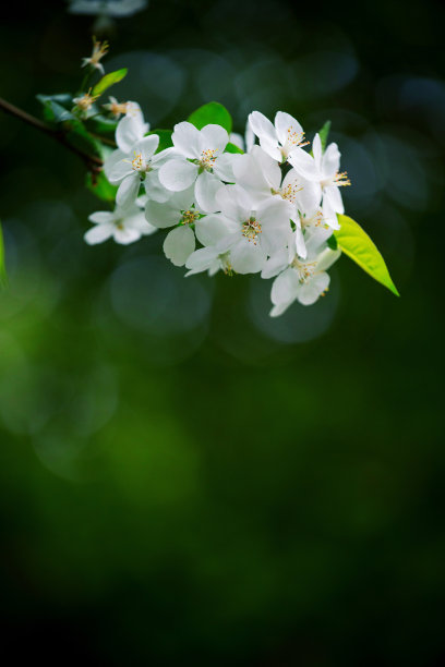 春天逆光下的美丽樱花