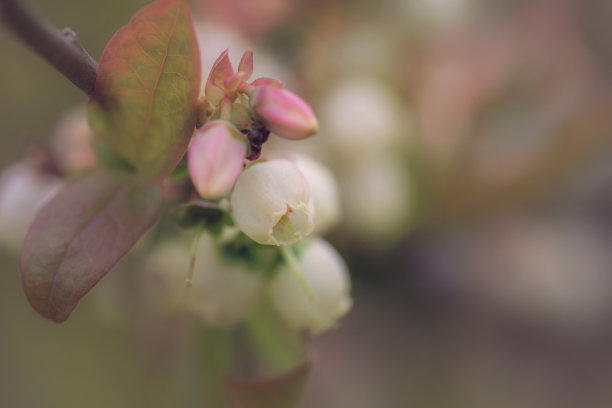 果园蓝莓特写