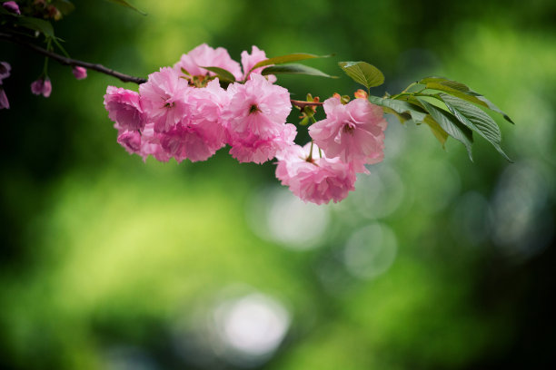 庭院樱花