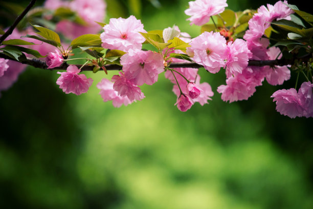 樱花树,,,,庭院樱花