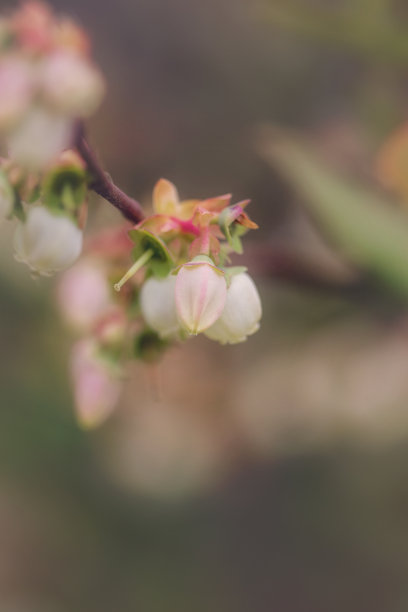 果园蓝莓特写