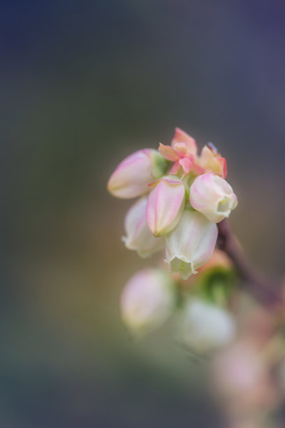 果园蓝莓特写