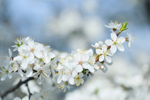 苹果花