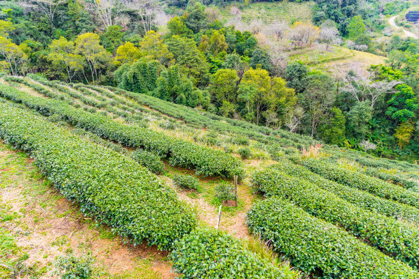 高山云雾绿茶