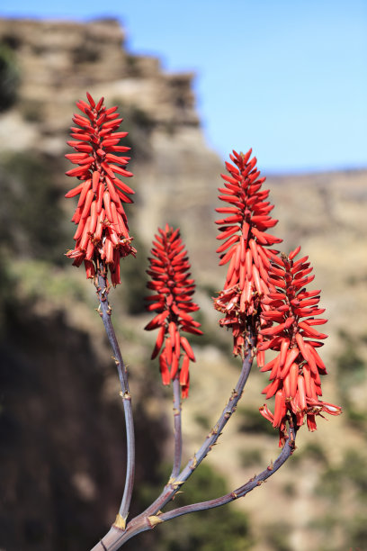 火炬花