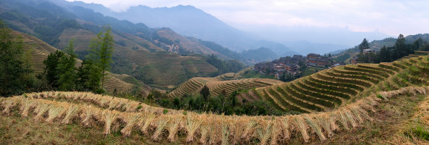 村庄和稻田