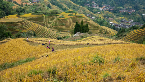 乡村一景