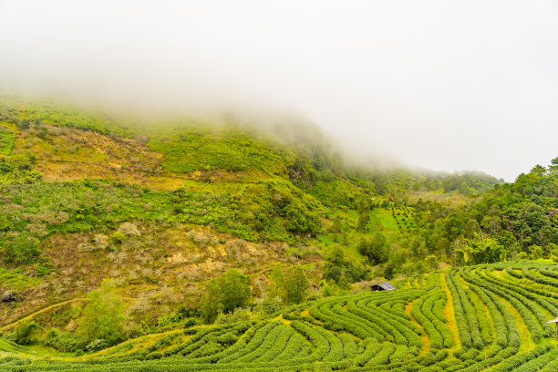 高山云雾绿茶