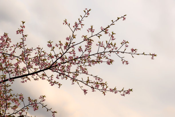 微距花蕊