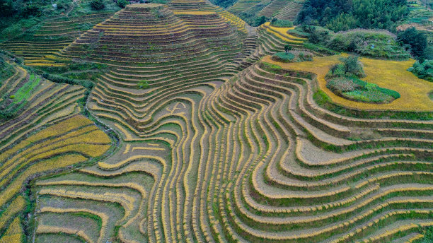 云和梯田全景图