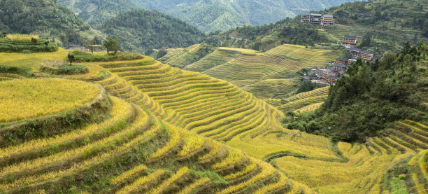 云和梯田全景图