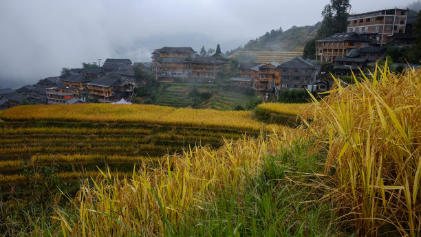 农村水稻