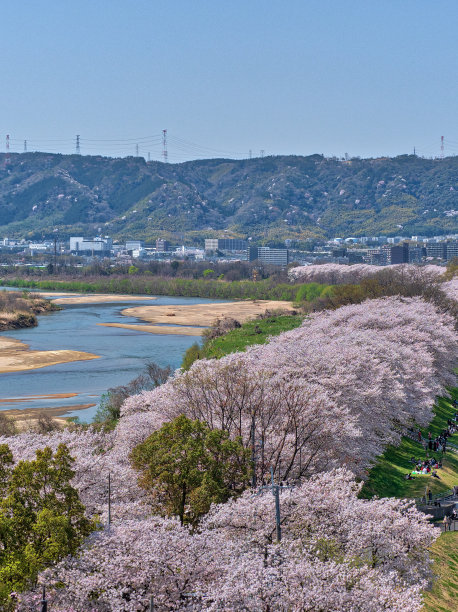 大阪樱花