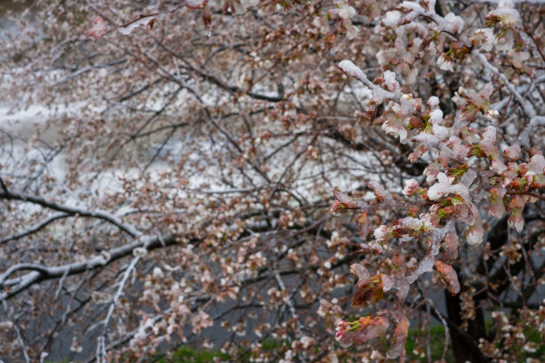 雪山和樱花风景