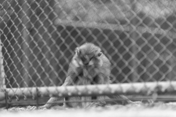 孤独的小猴子
