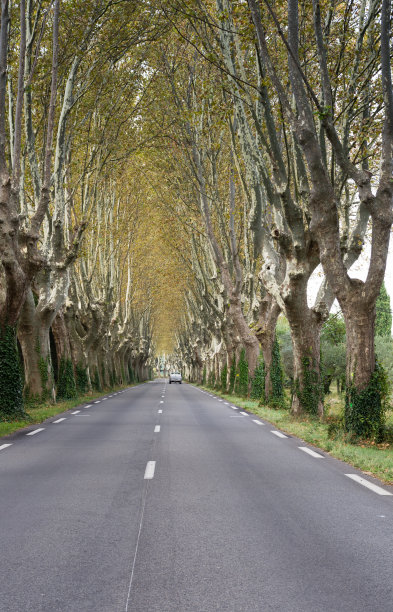 法桐道路