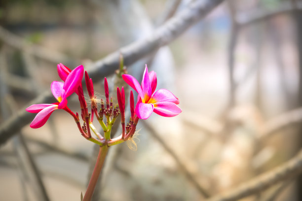 黄白鸡蛋花图片