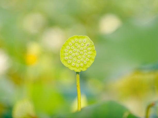 莲花果实