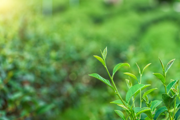 红茶绿茶黑茶白茶