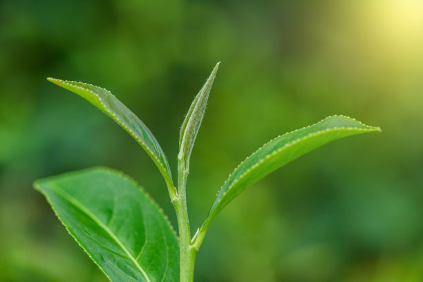 红茶绿茶黑茶白茶