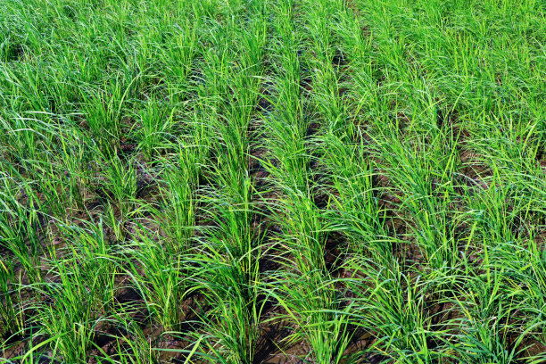 水稻传统种植
