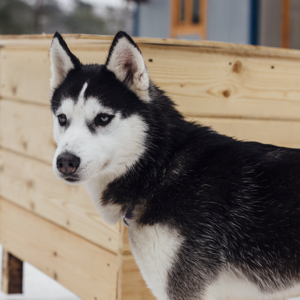 西伯利亚哈士奇雪橇犬