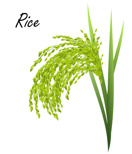 一束水稻