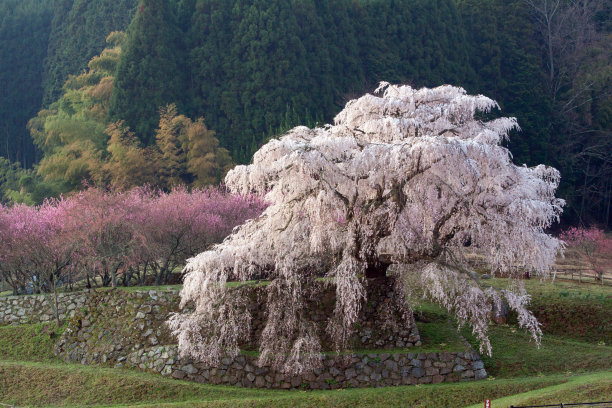 日本奈良樱花