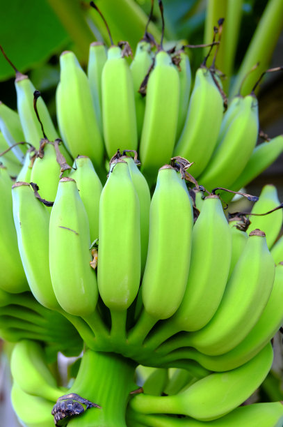 本地大蕉香蕉