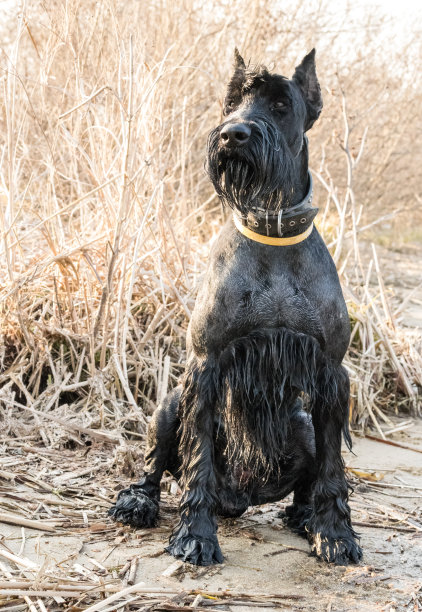 雪纳瑞梗犬