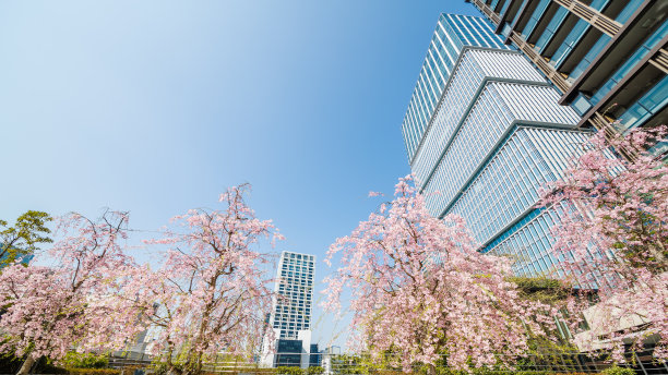 樱花和办公楼
