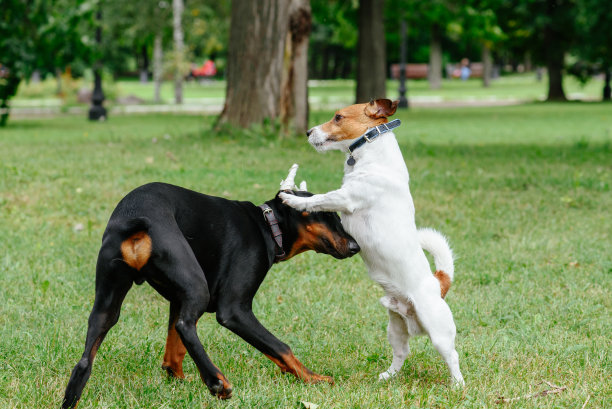 黑色杜宾犬